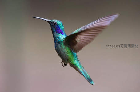 蜂鸟振翅，紫绿幻彩舞空中