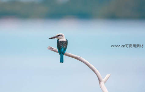 蓝翡翠静立枯枝远眺碧水