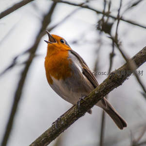 红胸知更鸟在枝头引吭高歌