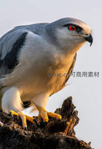 灰鹰栖枝，红瞳锐利凝视远方