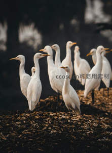 群白鹭静立湿地如雪影成行