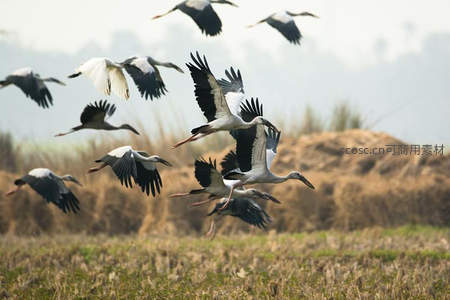 群鹤展翅飞田野，黑白羽翼舞蓝天