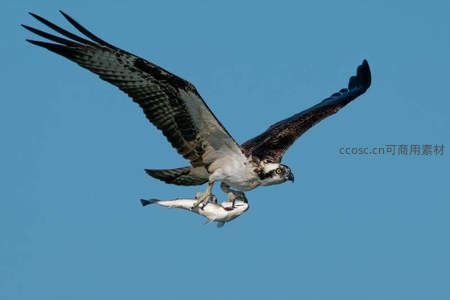 鱼鹰捕获猎物翱翔蓝天