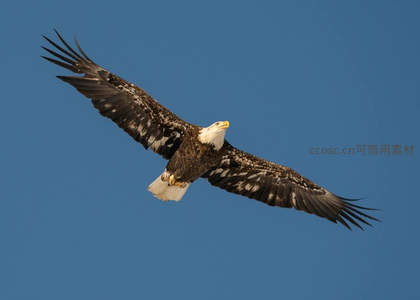 白头海雕凌空展翅翱翔