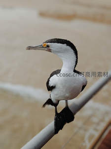 鸬鹚栖栏杆凝望远方