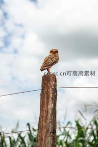 猫头鹰伫立木桩守望