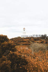 秋日海岸灯塔静立灌木丛中