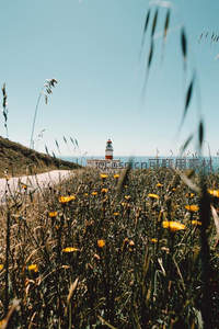 野花丛中远眺红白灯塔海岸