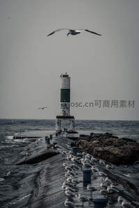 海鸥环绕的码头灯塔，灰调氛围感十足