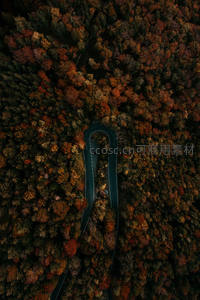 秋日森林中蜿蜒公路如艺术曲线