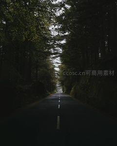 幽暗森林隧道中的静谧公路