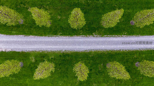 航拍视角下的绿茵小径与整齐树丛