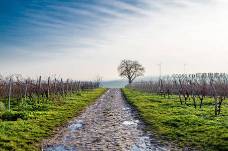 葡萄园中小径湿，远眺风车与枯树