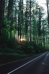 阳光穿透密林洒向森林公路