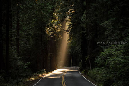 森林秘径，阳光穿透树冠洒落路面