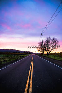 紫霞满天下的孤树公路