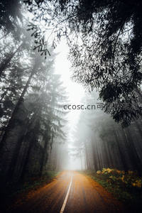 晨雾森林中的幽径小道