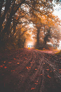 秋日林间小径，阳光穿透金黄树叶