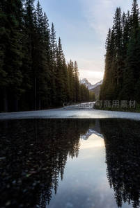 森林水洼倒映雪山，如镜面般宁静