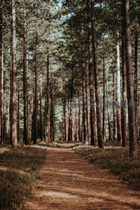 松林小径通幽处，静谧自然好去处