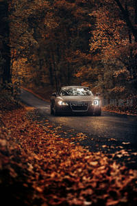 秋日林间，奥迪车灯照亮落叶小径