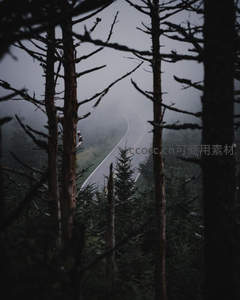 雾中森林里的蜿蜒山路