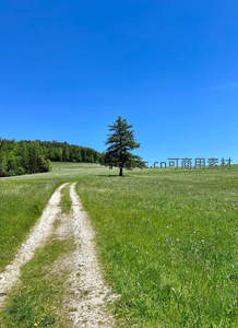 绿野孤树小径通向蓝天