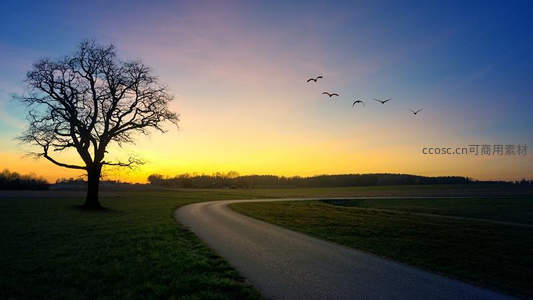 暮色乡径：枯树飞鸟伴归途