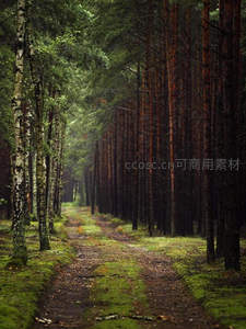 幽深林间小道绿意盎然