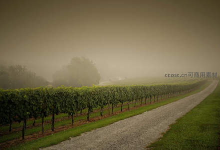 晨雾葡萄园，绿意盎然小径蜿蜒