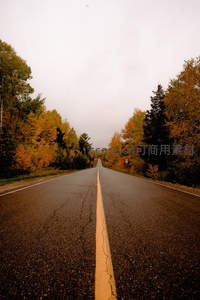 秋日林间公路，金黄树叶与灰色路面的静谧之旅