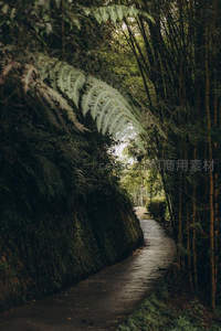 竹影幽径：青苔石阶与蕨类植物环绕的静谧小道