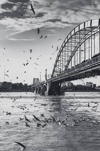 黑白飞鸟掠过钢铁大桥