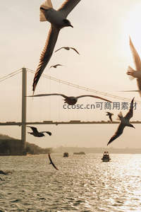 伊斯坦布尔海峡海鸥飞舞日落时分