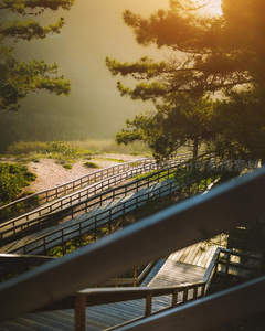 晨光穿透松林洒在木质栈道上