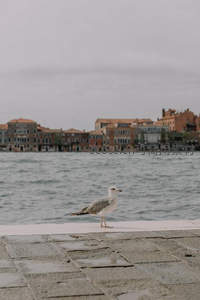 威尼斯水畔孤鸥静立石阶
