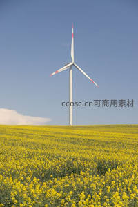 金黄油菜花海中的白色风力发电机
