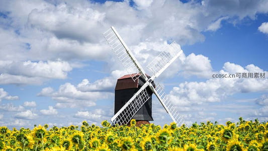 向日葵花田旁的复古风车
