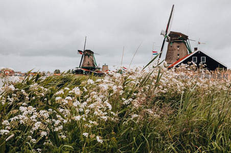 荷兰风车群掩映白色野花丛中