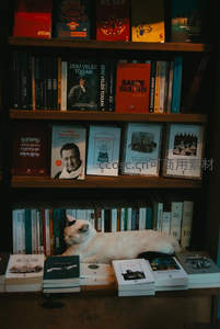 猫咪慵懒卧于书架，书香与猫趣相融