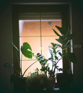 窗台绿植沐浴夕阳余晖