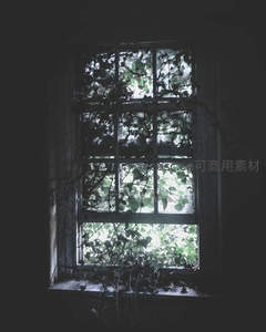 藤蔓缠绕的旧窗，光影斑驳如画