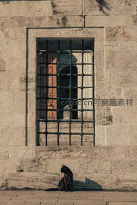 黑猫静坐铁窗下石墙边