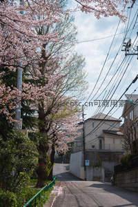 樱花绽放小巷，日式街景春意盎然