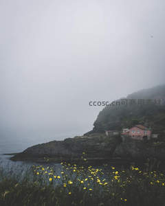 雾锁海岸，黄花点缀