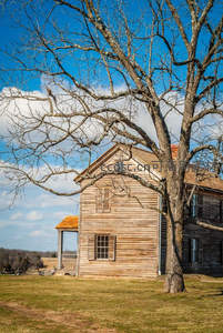 老木屋与枯树共沐春日晴空