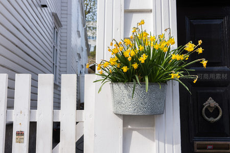 白色木栅栏旁的黄水仙花盆