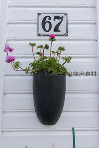 门牌号67旁的黑花盆紫花