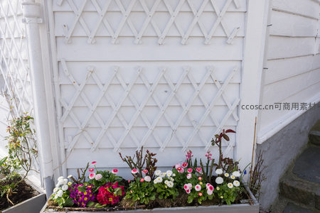 白色格栅墙下的多彩花箱