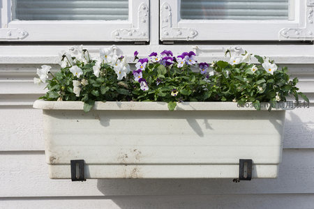 窗台上的三色堇花箱